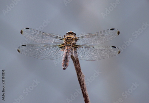 dragonfly on a branch © pehotskiy