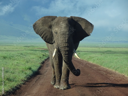 Eliphant walk