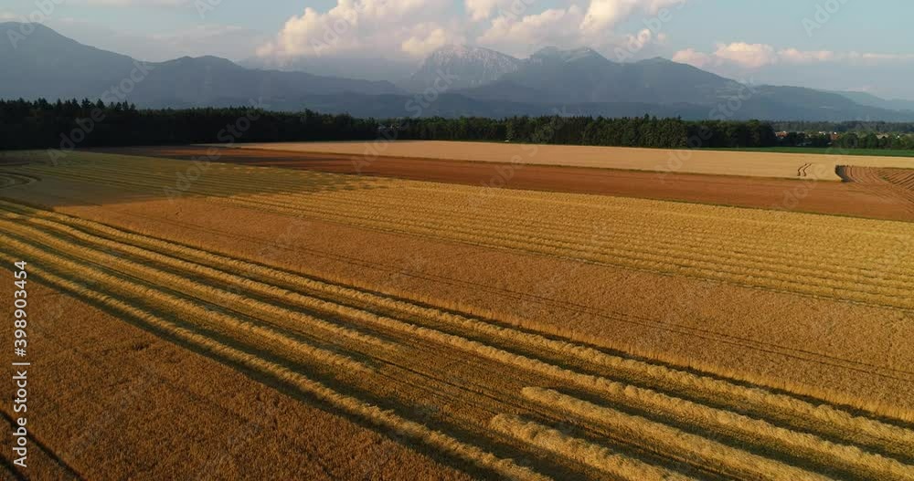 Aerial drone shot of harvester machine harvesting ripe golden wheat on field. Agriculture and agronomy concept. Lines of harvested wheat on large farming field. Ascending, forward moving Aerial drone shot of harvester machine harvesting ripe golden wheat on field. Agriculture and agronomy concept. Lines of harvested wheat on large farming field. Ascending, forward moving