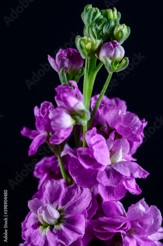 Close-up of a single magenta Verbascum flower