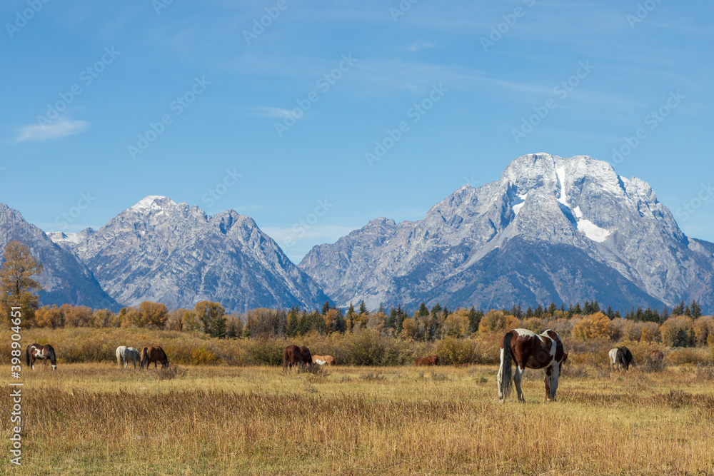 Scenic Landscape with Horses Grazing in the Tetons in Autumn