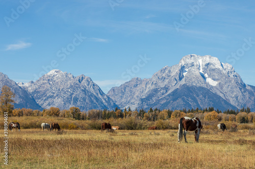 Scenic Landscape with Horses Grazing in the Tetons in Autumn
