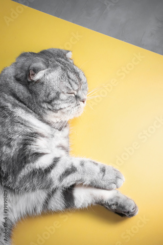 Gray Scottish fold cat on a yellow-gray background. Top view, copy space. Pet care concept. Trending colors.