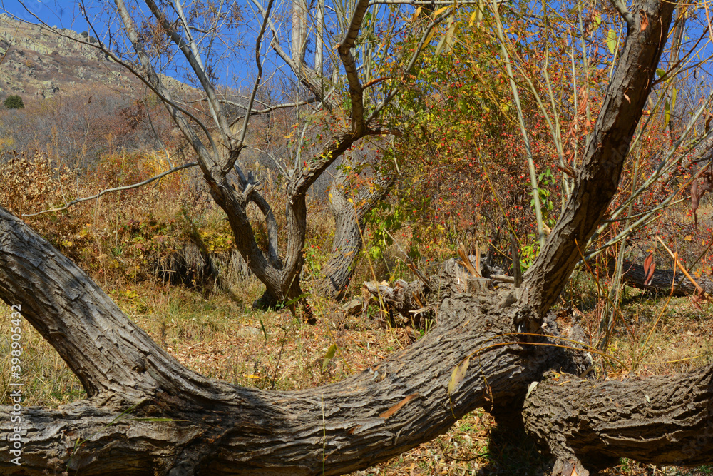 autumn on the hillside lies a broken tree log autumn on the hillside lies a broken tree log
