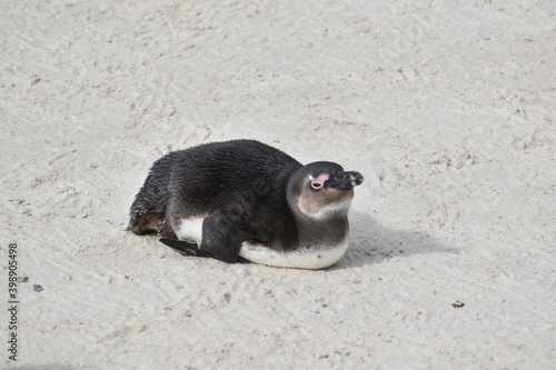 penguin on the sand