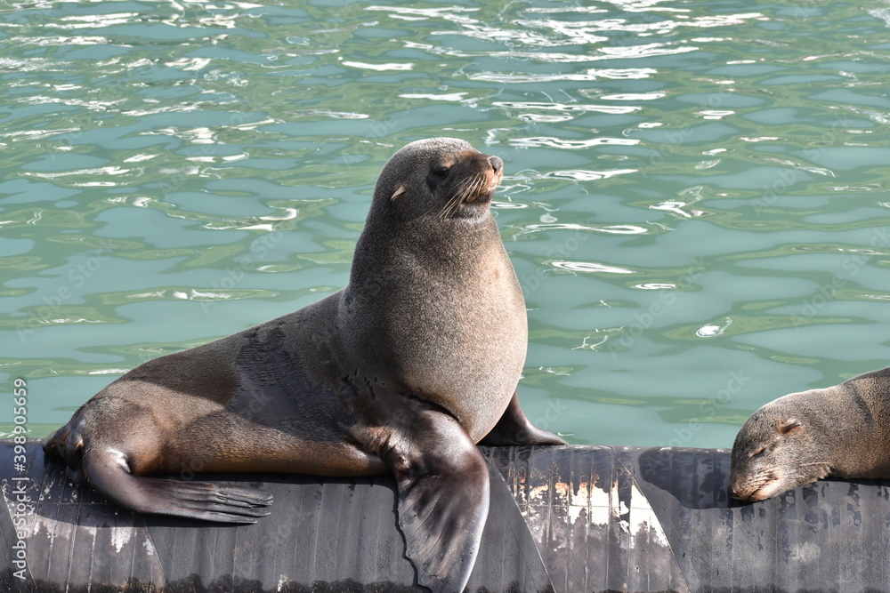 Obraz premium sea lion on the rocks