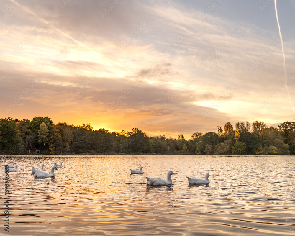 Fototapeta premium Ducks on the lake