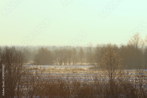 Foggy winter landscape with bushes and trees, soft daylight