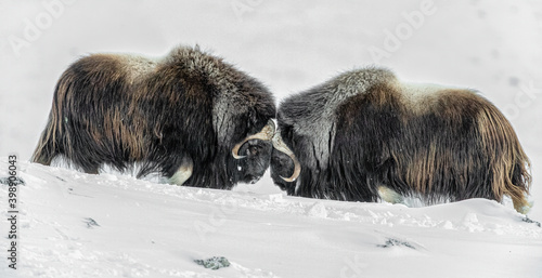 Image of muskox in a winter storm photo
