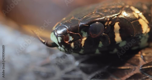 Spilotes pullatus, commonly known as the caninana,chicken snake,yellow rat snake, or serpiente tigre, is a species of large nonvenomous colubrid snake endemic to warmer parts of the Americas.