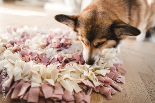 welsh corgi pembroke with a sniffing mat
