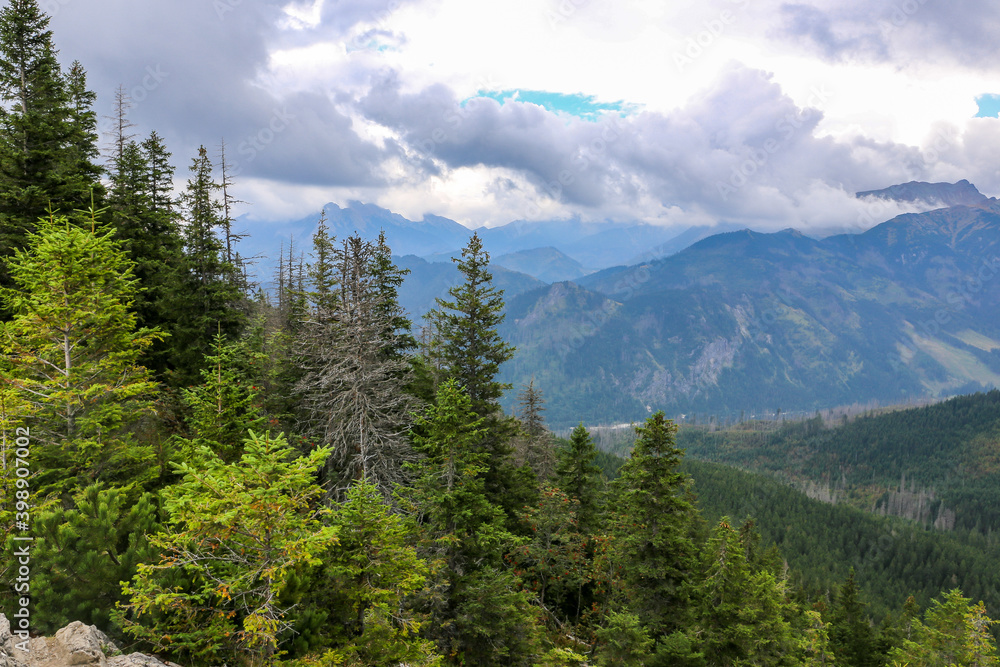 Coniferous forest with pine trees and spruces on Gesia Szyja Mount in Tatra Mountains, with Tatra Mountains in the background, peaks in the clouds, Poland