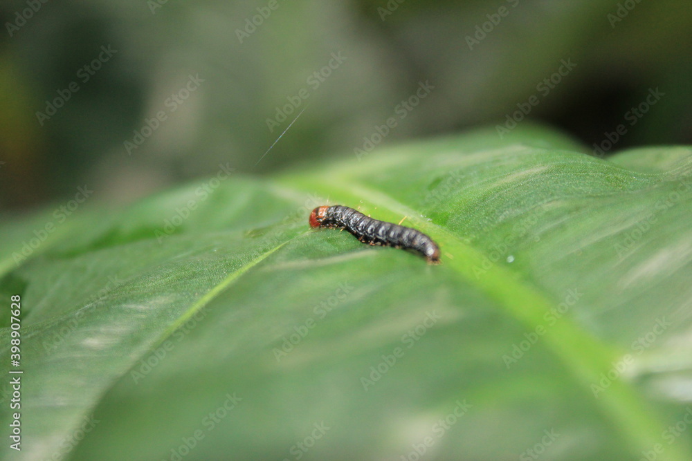 Lagarta inseto larva