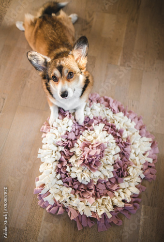welsh corgi pembroke with a sniffing mat