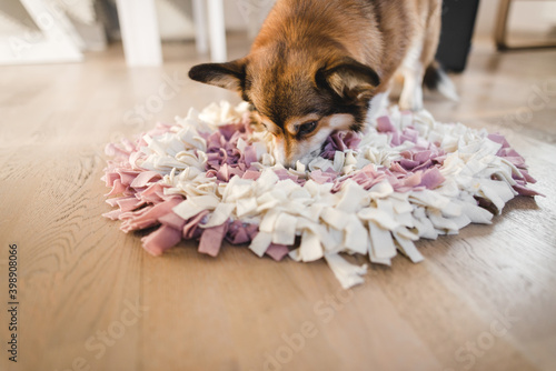 welsh corgi pembroke with a sniffing mat