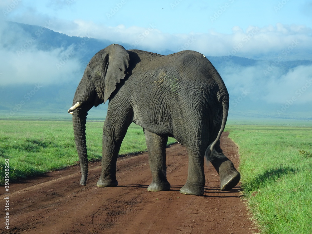 Obraz premium African Eliphant