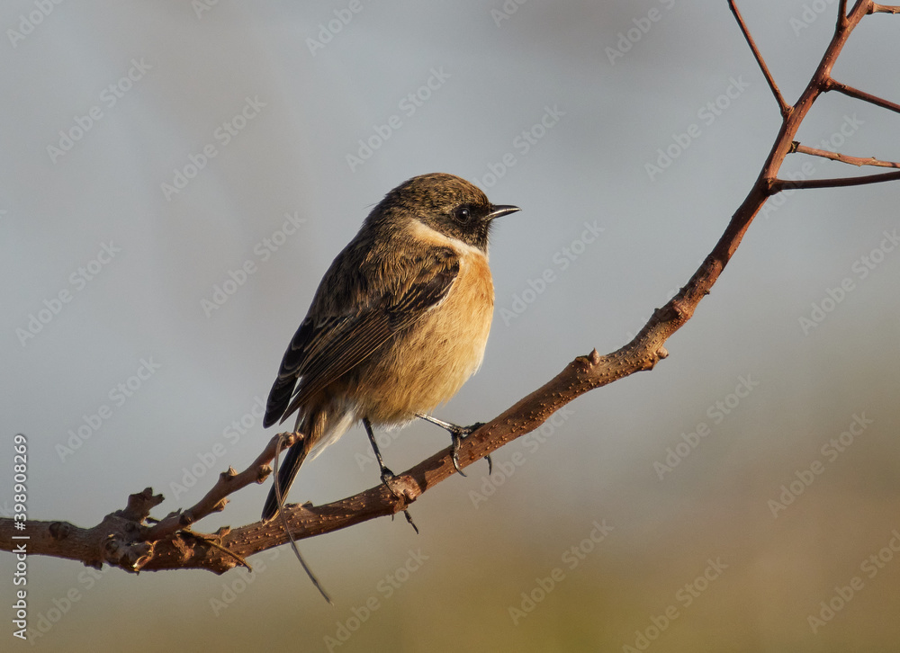 Common stonechat, Saxicola rubicola, outside Xativa, Spain Common stonechat, Saxicola rubicola, outside Xativa, Spain