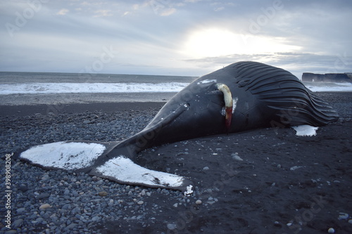 beached whale in Iceland