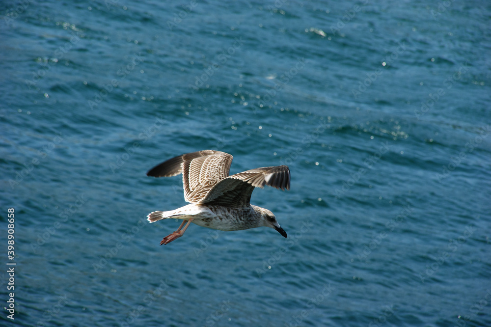 Fototapeta premium seagull in flight