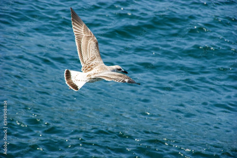 Seagull of the species Larus cachinnans glides over the sea Seagull of the species Larus cachinnans glides over the sea