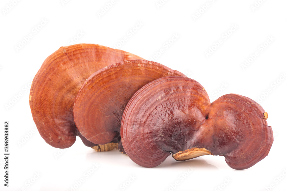 Lingzhi Mushroom Ganoderma Lucidum Isolated on white background Stock