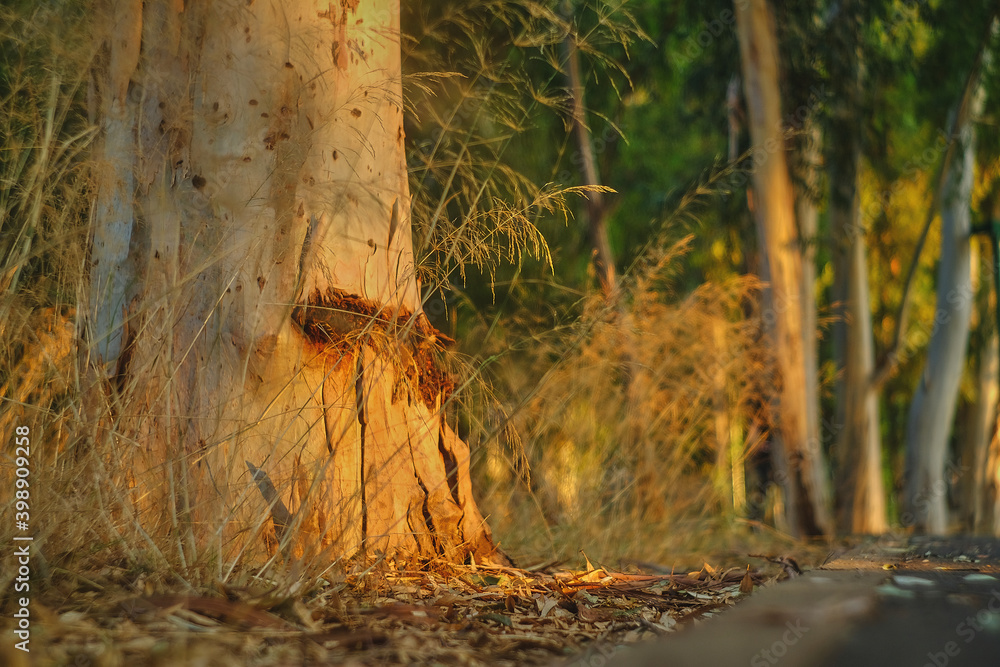 Obraz premium Sunset in the forest