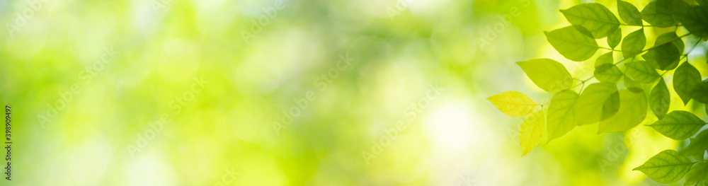 Nature of green leaf in garden at summer. Natural green leaves plants using as spring background cover page greenery environment ecology wallpaper Nature of green leaf in garden at summer. Natural green leaves plants using as spring background cover page greenery environment ecology wallpaper