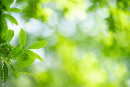 Nature of green leaf in garden at summer. Natural green leaves plants using as spring background cover page greenery environment ecology wallpaper