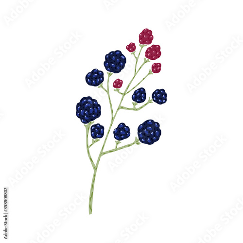 Twig blackberry and raspberry isolated on white background. Beautiful hand drawn icon with berry on sprig.