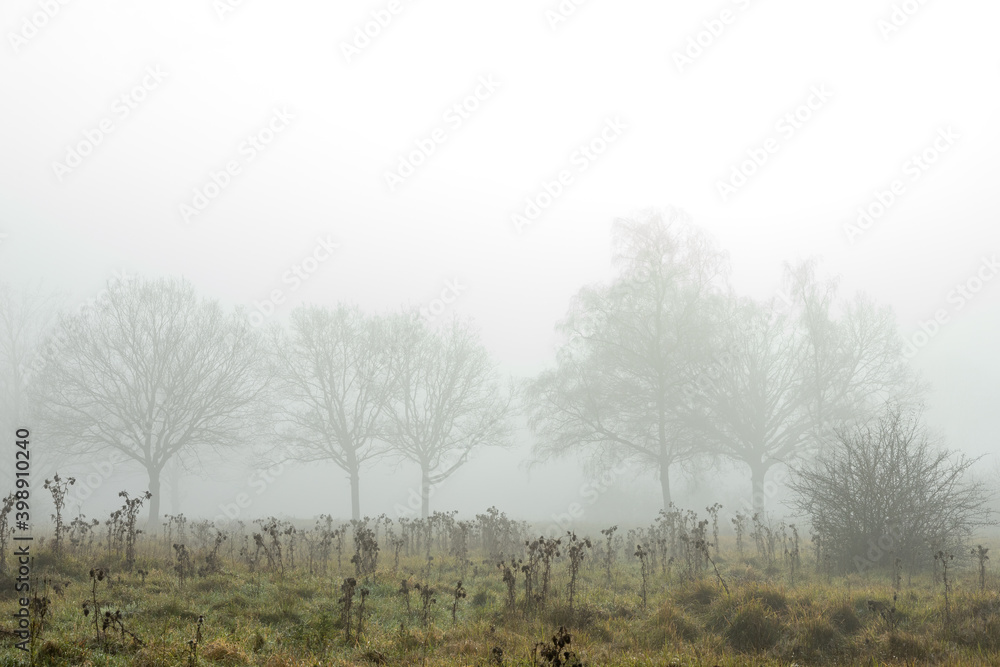 Ghostly trees in mist and fog in distance distance feeling lost and without hope Ghostly trees in mist and fog in distance distance feeling lost and without hope