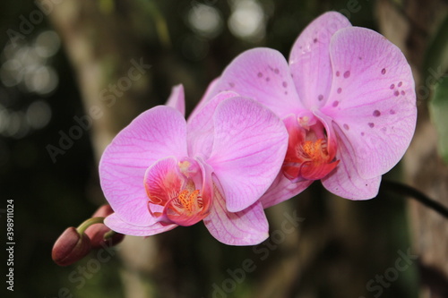 orquídea amazônica