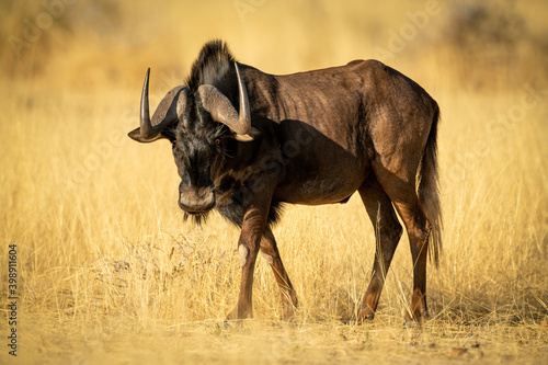 фотографія Black wildebeest walks through grass in sunshine