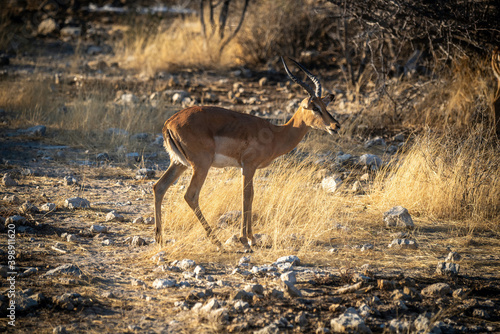 Black-faced impala stands in grassland among rocks