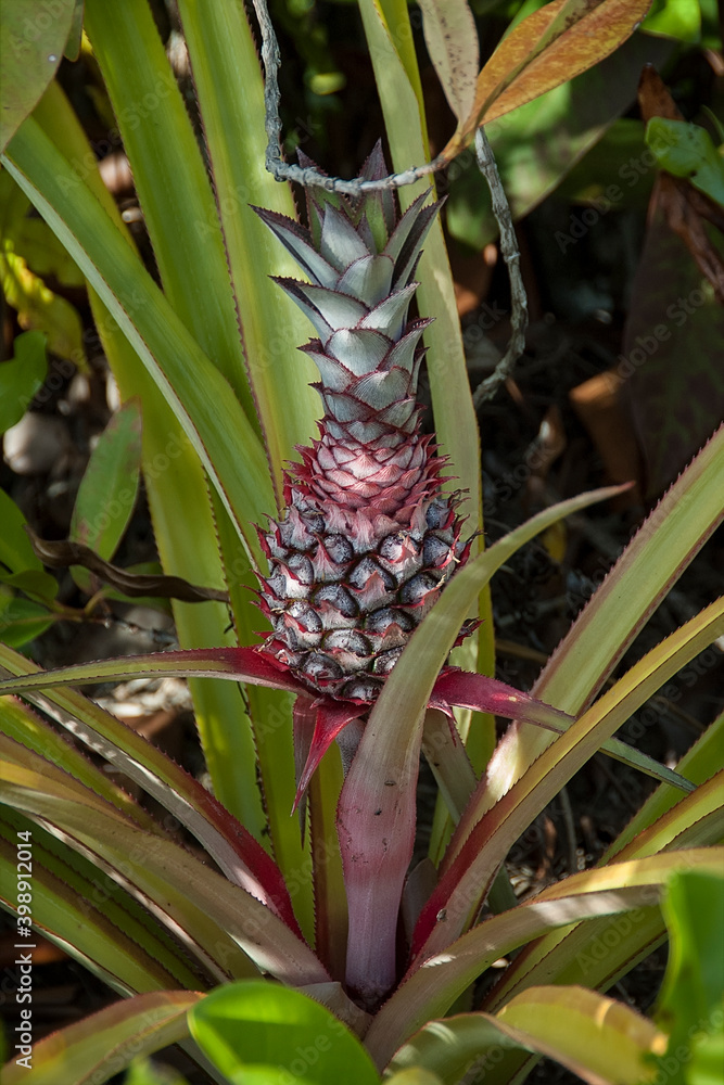 Obraz premium Young pineaple ripening in the warm sun on Seychells.
