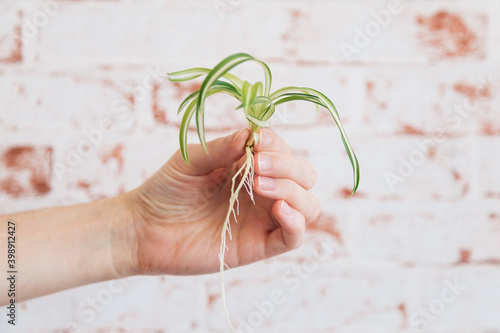Chlorophytum comosum - Spider Plant Cutting with roots held in female hand against red brick wallpaper background