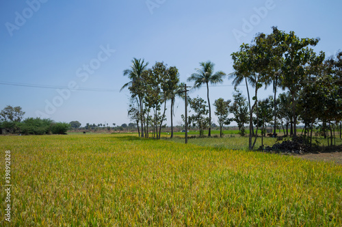 Lush Rice in Tamil Nadu, India