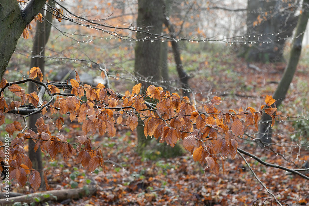 Orange autumn beech leaves on branch in winter with rain and mist in forest Orange autumn beech leaves on branch in winter with rain and mist in forest
