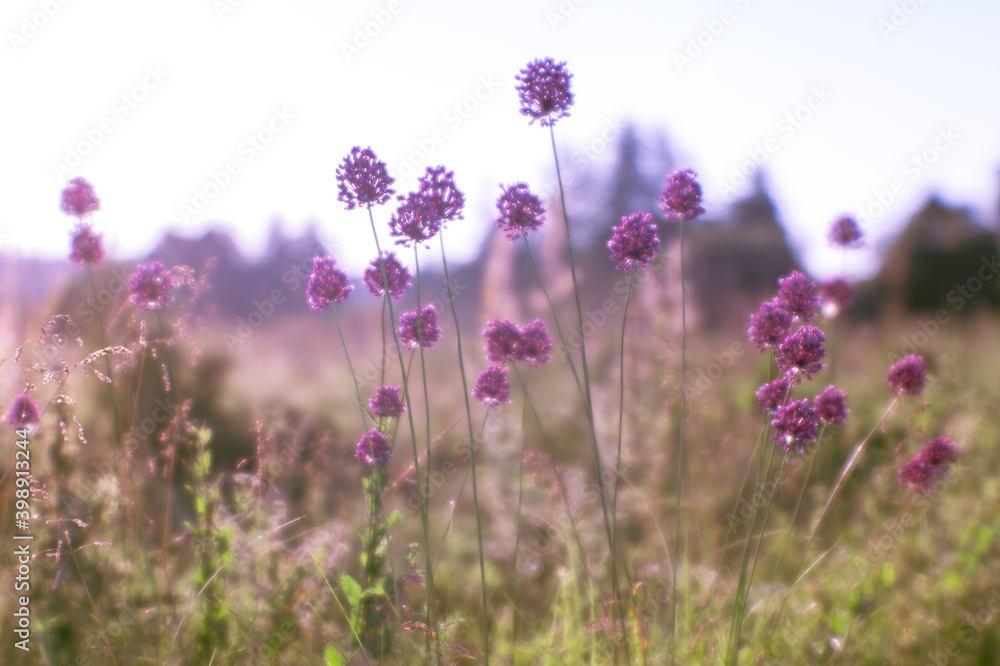 Naklejka premium Blurred natural background of lush flowering meadow in the natural Sunny haze of morning with wild garlic flowers in the foreground.