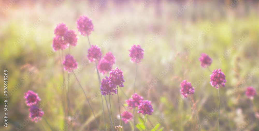 Blurred background of lush flowering meadow in the natural Sunny haze of morning with wild garlic flowers in the foreground. Blurred background of lush flowering meadow in the natural Sunny haze of morning with wild garlic flowers in the foreground.