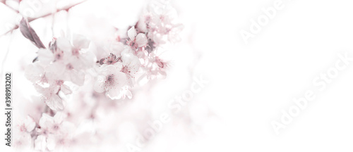 early spring flowering tree branches and new green cherry leaves on a light background in banner format