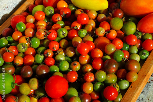 Wallpaper Mural Green and red cherry tomatoes just picked from the vegetable garden Torontodigital.ca