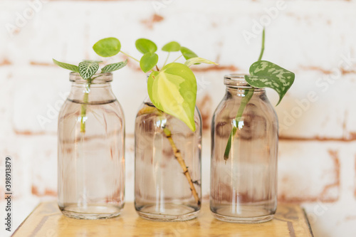 Propagation station of four different plants: Fittonia, Pilea, Philodendron and Pothos; in front of a brick wall background
