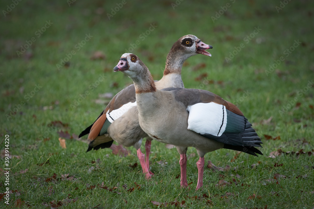 Obraz premium Egyptian geese