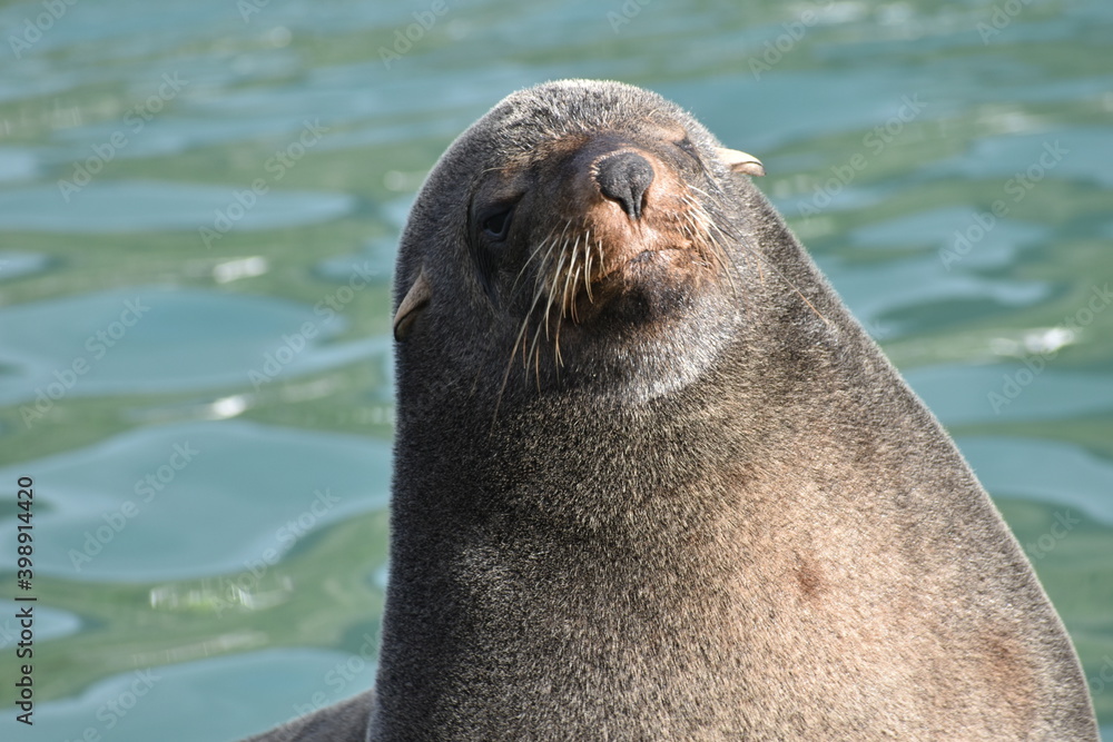 Fototapeta premium sea lion on the rocks