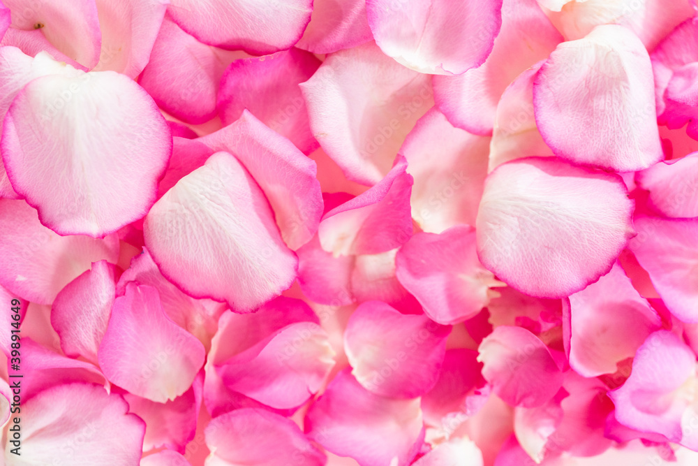 Fototapeta premium Rose petals