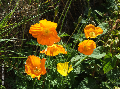 close up of bright yellow welsh poppy flowers with sunlit green vegetation against a dark background