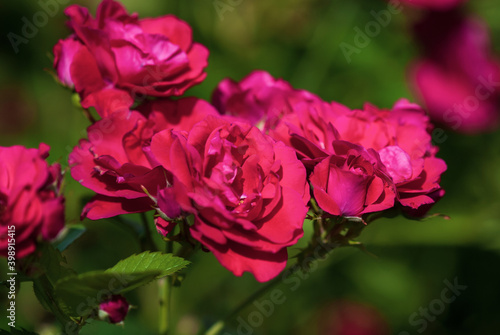 crimson red bushy roses in bloom  rose garden on sunny day