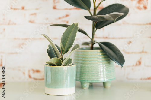 Ficus Elastica Tineke and Burgundy in mint green plant pots in front of red and white brick wallpaper background.