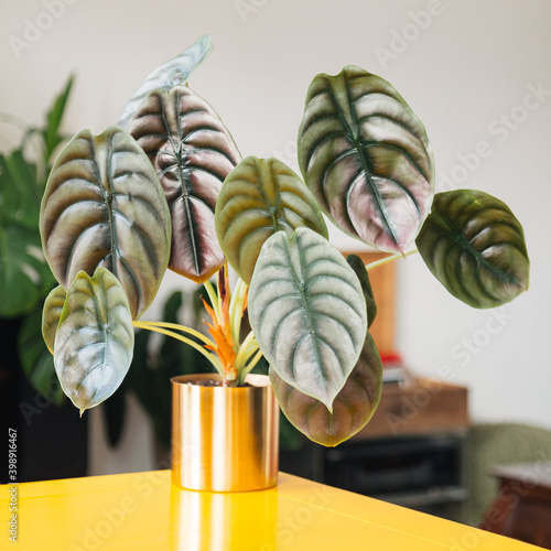 Alocasia Cuprea (Alocasia Red Secret) in golden planter photo