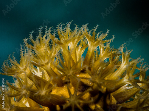 Coral sunrise